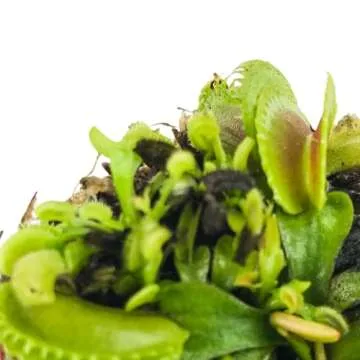 Dente Venus Fly Trap - Unique Indoor Carnivorous Plant Starter