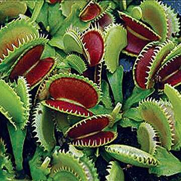 Dente Venus Fly Trap - Unique Indoor Carnivorous Plant Starter