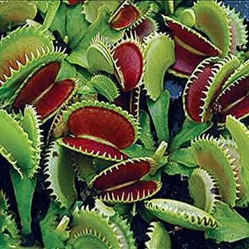 Dente Venus Fly Trap - Unique Indoor Carnivorous Plant Starter