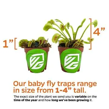 Dente Venus Fly Trap - Unique Indoor Carnivorous Plant Starter