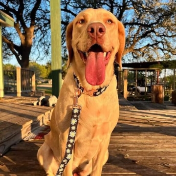 Stylish PETDURO Personalized Dog Collar for Your Furry Friend