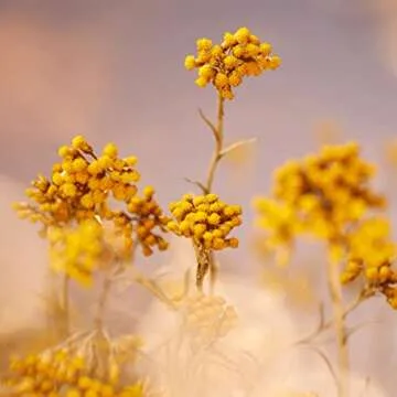 L’OCCITANE Immortelle Precious Cream: Minimize Pore Appearance, Hydrating, Refine Skin Texture, Smooth Fine Lines in Just 2 Weeks*, With Immortelle Essential Oil