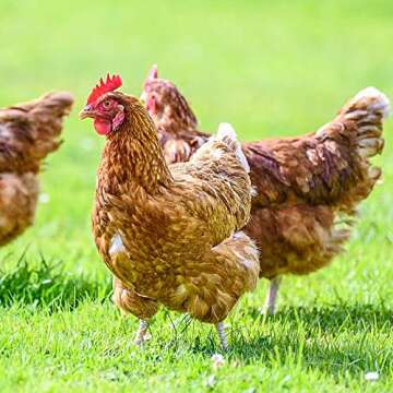 YIFULOWA Chicken Nesting Herbs for Fresh Eggs