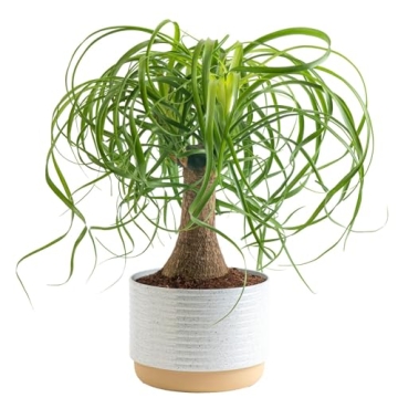 Costa Farms Ponytail Palm Bonsai, Easy to Grow Live Indoor Plant in Indoors Garden Planter Pot, Air ...