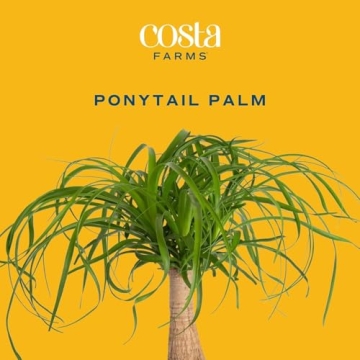 Costa Farms Ponytail Palm Indoor Plant Gift