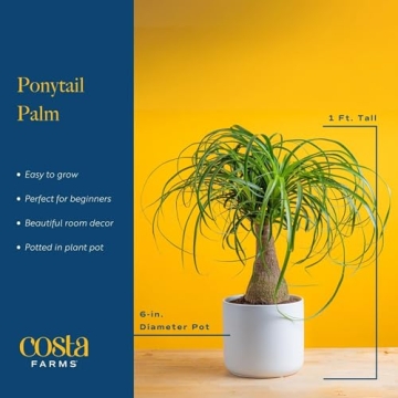 Costa Farms Ponytail Palm Indoor Plant Gift