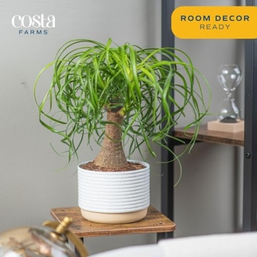 Costa Farms Ponytail Palm Indoor Plant Gift
