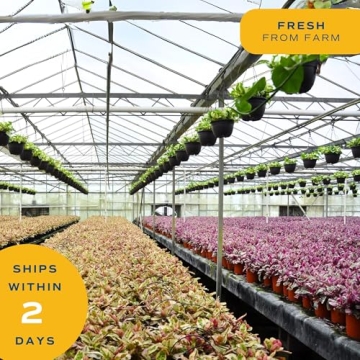 Costa Farms Ponytail Palm Indoor Plant Gift