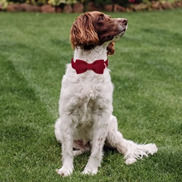 Adjustable Babole Pet Wine Red Dog Collar with Bow Tie
