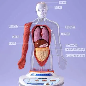 Kid's Interactive Human Body Anatomy Toy Set