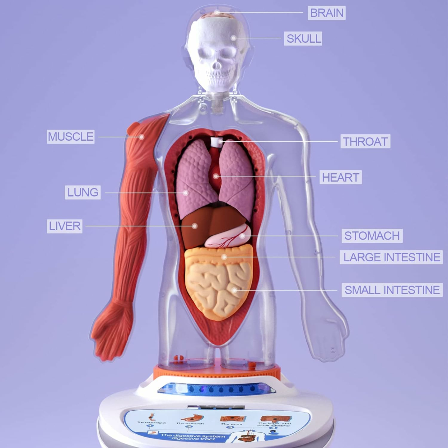 Kid's Interactive Human Body Anatomy Toy Set