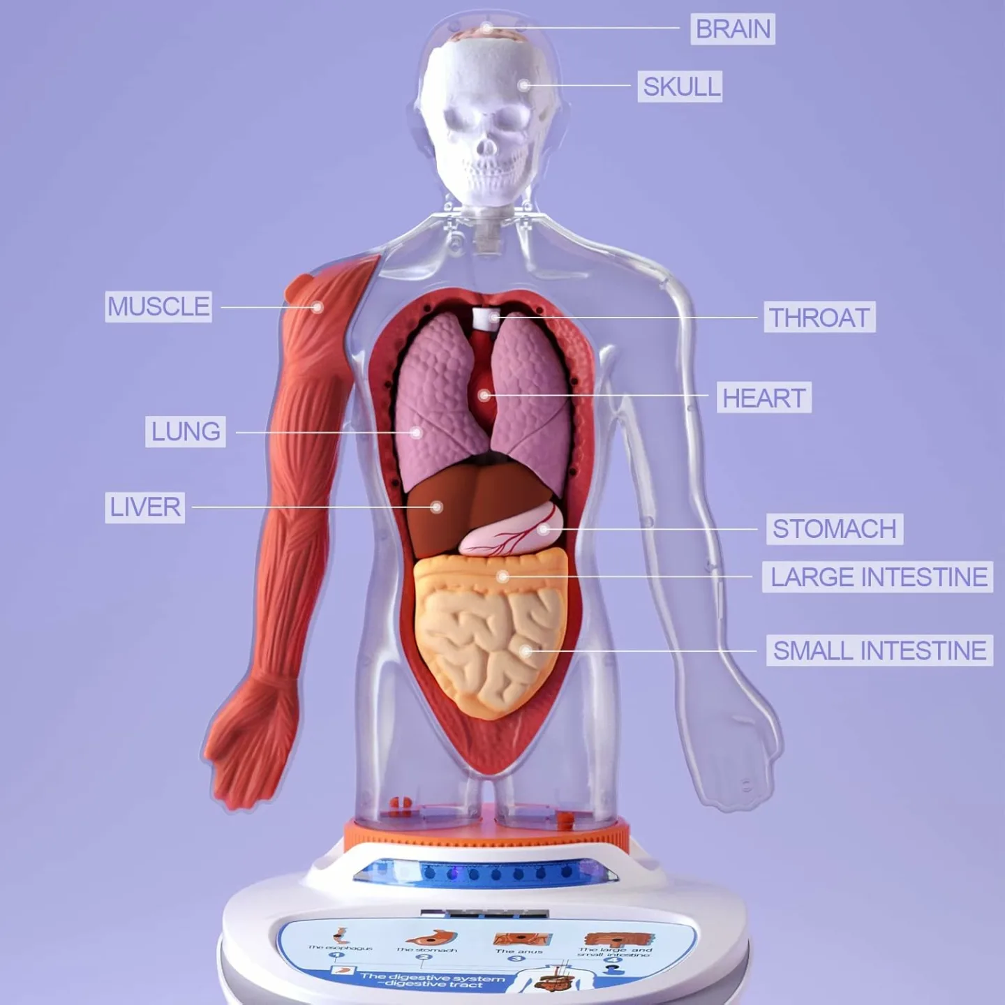 Kid's Interactive Human Body Anatomy Toy Set
