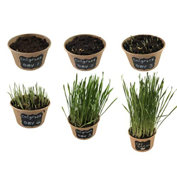 Easy Cat Grass Kit – Grow Fresh Organic Grass for Cats