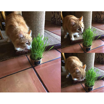 Easy Cat Grass Kit – Grow Fresh Organic Grass for Cats
