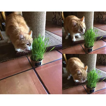 Easy Cat Grass Kit – Grow Fresh Organic Grass for Cats