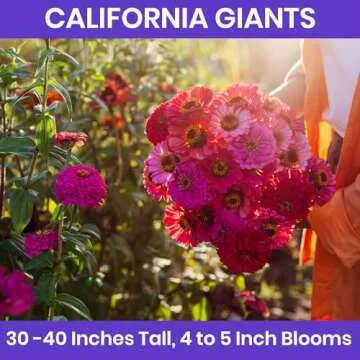 NatureZ Edge Zinnia Seeds for Planting Outdoors – California Giants Flower Seeds, Bulk Semillas de Flores para Sembrar, 1 Oz