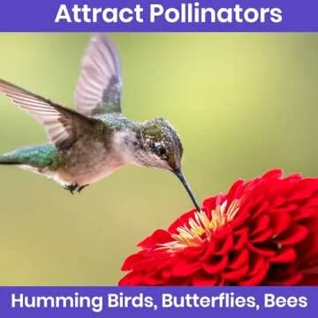 NatureZ Edge Zinnia Seeds for Planting Outdoors – California Giants Flower Seeds, Bulk Semillas de Flores para Sembrar, 1 Oz