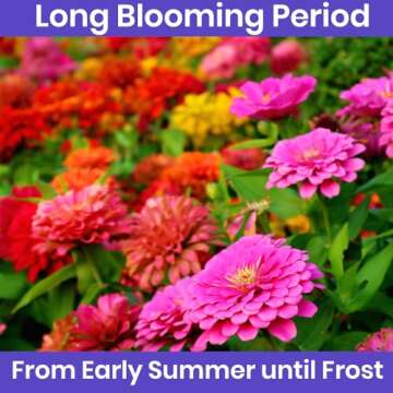 NatureZ Edge Zinnia Seeds for Planting Outdoors – California Giants Flower Seeds, Bulk Semillas de Flores para Sembrar, 1 Oz