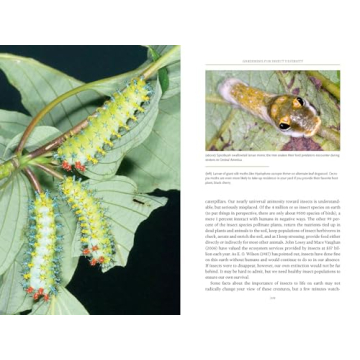 Transform Your Yard with Native Plants for Wildlife