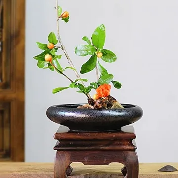 Beautiful CRAFFANCY Ikebana Ceramic Vase Kit for Home