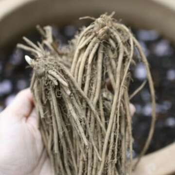 Hand Picked Nursery Mary Washington 5 Live Asparagus Bare Root Plants -2yr-Crowns - Free Plant Boost Included