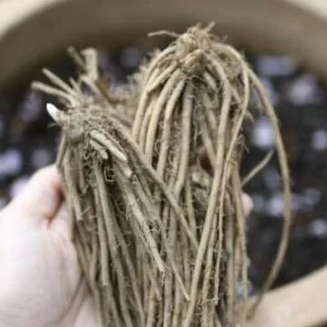 Hand Picked Nursery Mary Washington 5 Live Asparagus Bare Root Plants -2yr-Crowns - Free Plant Boost Included