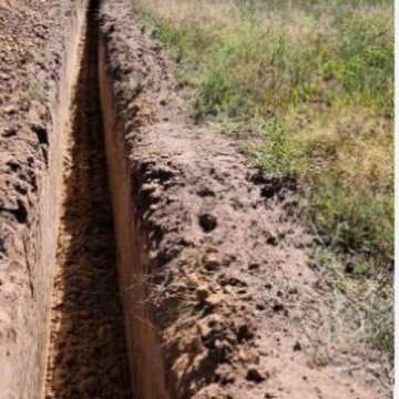 Hand Picked Nursery Mary Washington 5 Live Asparagus Bare Root Plants -2yr-Crowns - Free Plant Boost Included