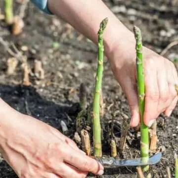 Hand Picked Nursery Mary Washington 5 Live Asparagus Bare Root Plants -2yr-Crowns - Free Plant Boost Included