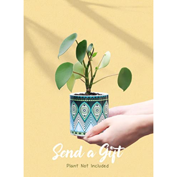 Charming Greenaholics Succulent Planter Pots Set of 3