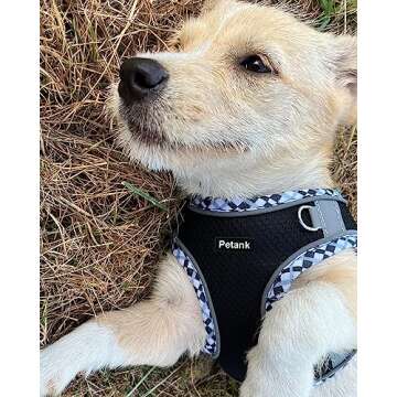 Comfortable No Pull Petank Dog Harness and Leash Set for Small Medium Dogs