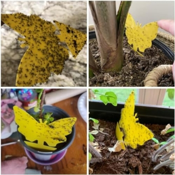 Stingmon 54 Pack Fruit Fly Trap for Indoor Use