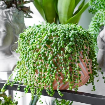 String of Pearls Succulent Plants - Elegant & Easy Care
