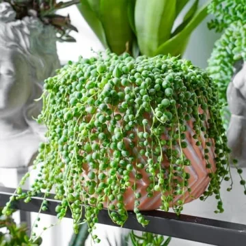 String of Pearls Succulent Plants - Elegant & Easy Care
