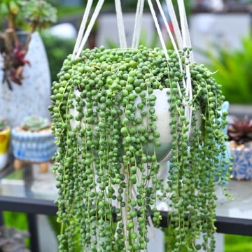 String of Pearls Succulent Plants - Elegant & Easy Care
