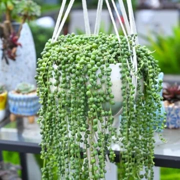 String of Pearls Succulent Plants - Elegant & Easy Care