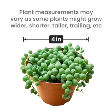 String of Pearls Succulent Plants - Elegant & Easy Care