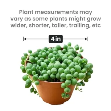 String of Pearls Succulent Plants - Elegant & Easy Care