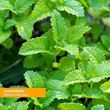 Lemon Balm Extract - Natural Stress Relief Solution