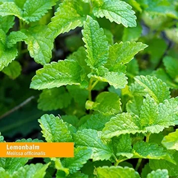 Lemon Balm Extract - Natural Stress Relief Solution