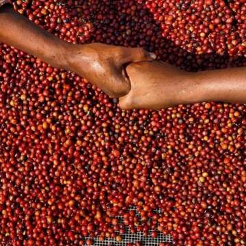 Tanzanian Coffee Beans - Dark Roast 12oz Resealable