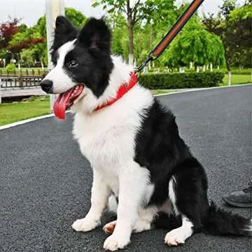 Cymiler Short Dog Leash - 3 Sizes, Padded Handle & Reflective