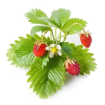 Click and Grow Smart Fruit and Veggie Plant Kit - 9-Pack