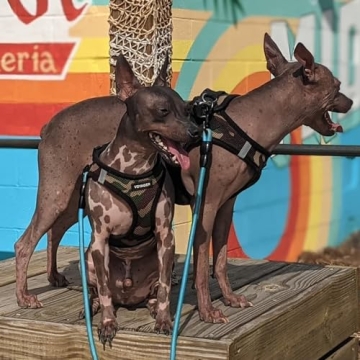 Voyager Step-In Air Dog Harness - All Weather Mesh, Reflective, No Pull Harness for Small, Medium Dogs, Cats - Secure with Hook & Loop Fastener, Buckle, Double D-Rings - Army/Black Trim, M