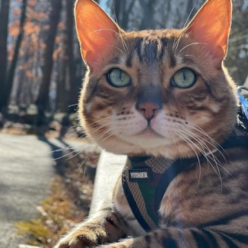 Voyager Step-In Air Dog Harness - All Weather Mesh, Reflective, No Pull Harness for Small, Medium Dogs, Cats - Secure with Hook & Loop Fastener, Buckle, Double D-Rings - Army/Black Trim, M