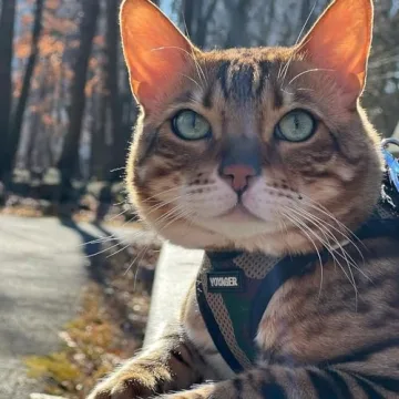 Voyager Step-In Air Dog Harness - All Weather Mesh, Reflective, No Pull Harness for Small, Medium Dogs, Cats - Secure with Hook & Loop Fastener, Buckle, Double D-Rings - Army/Black Trim, M