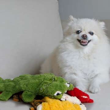 Nocciola 5 PCS No Stuffing Crinkle Dog Squeaky Toys, Durable Dog Toys for Tug of War, Tough Dog Toys for Small Medium Large Dogs & Aggressive Chewers, Puppy Dog Toys to Keep Them Busy