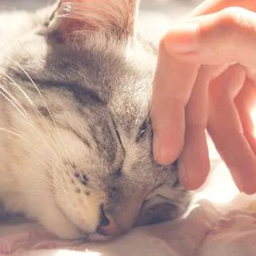 Stylish Cat House - Cozy Indoor Bed for Small Pets