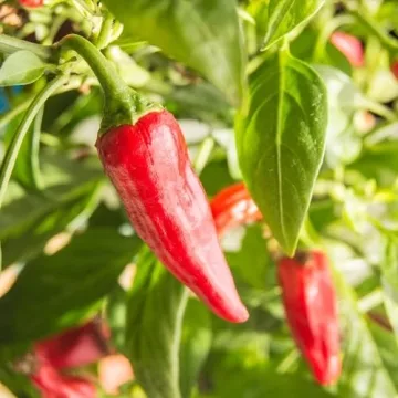 Frontier Co-op Organic Chili Powder Seasoning 1 Pound