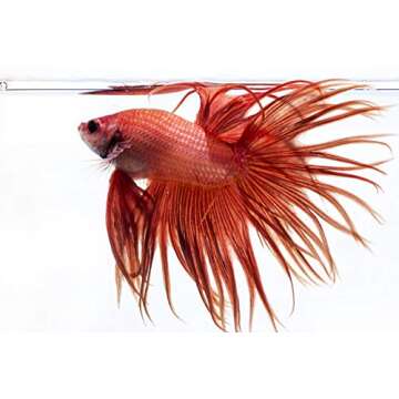 Live Crowntail Betta Splendens Siamese Male Fighting Fish for Aquarium or Fish Tank