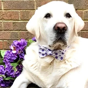 PETDURO Personalized Dog Collar for Medium Large Dogs